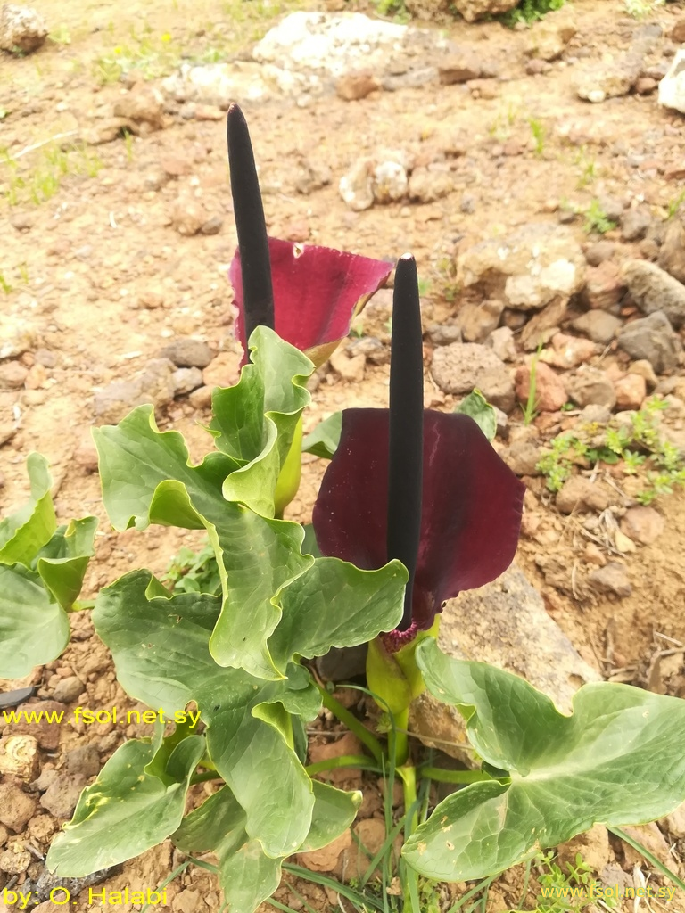 Arum palaestinum Boiss.
